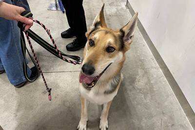 国内最大級のペットイベント「インターペット2024」スタート！ペットの最新トレンドをキャッチ