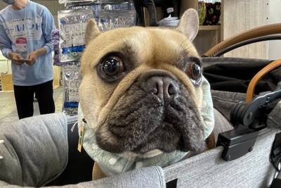 国内最大級のペットイベント「インターペット2024」スタート！ペットの最新トレンドをキャッチ