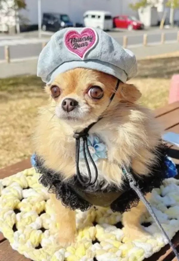 玄関先でお父さんの帰りを待っていた犬→帰ってきた瞬間…あまりにも尊い『熱烈歓迎』が5万再生「一目散なの素敵」「しっぽが最高すぎる」と絶賛