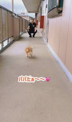 玄関先でお父さんの帰りを待っていた犬→帰ってきた瞬間…あまりにも尊い『熱烈歓迎』が5万再生「一目散なの素敵」「しっぽが最高すぎる」と絶賛