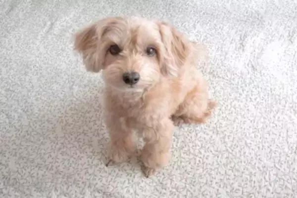 犬がジッと『目を見つめてくる』ときの心理4つ　視線を合わせてくる意味やもたらすメリット