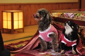 犬に『こたつ』を使うときのタブー行為4選　絶対NGな理由や正しい使い方までご紹介