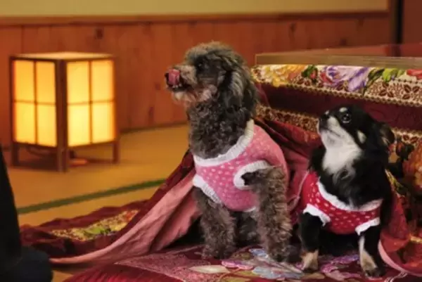 犬に『こたつ』を使うときのタブー行為4選　絶対NGな理由や正しい使い方までご紹介