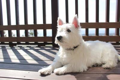 犬が『甘えてこない』ときに考えられる理由5つ　隠されている心理や正しい対処法も解説