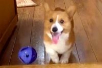 『おもちゃにご飯に飼い主さんに…』やりたいことが多すぎる子犬→すべてが『中途半端』な光景が189万再生「忙しいｗｗｗ」「情報量多くて草」