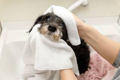 犬の『目ヤニ』絶対NGなお手入れ3選　悪化してしまう原因や適切なケア方法まで