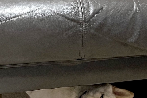 『犬を覗く時、犬もまた覗いている』ソファーの下でくつろぐワンコ→まるでホラー映画のような『表情』に1万いいね「目がｗｗ」「薄目で草」