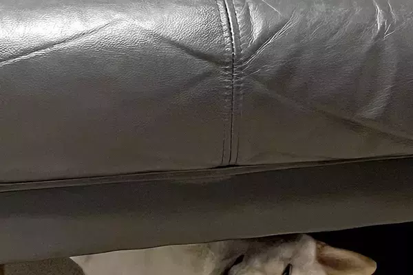 『犬を覗く時、犬もまた覗いている』ソファーの下でくつろぐワンコ→まるでホラー映画のような『表情』に1万いいね「目がｗｗ」「薄目で草」