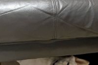 『犬を覗く時、犬もまた覗いている』ソファーの下でくつろぐワンコ→まるでホラー映画のような『表情』に1万いいね「目がｗｗ」「薄目で草」