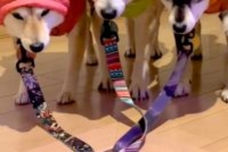 雨が降っていたので、犬たちに『カッパ』を着せた結果…思わず吹き出す『絶望の表情』が49万再生「哀愁すごくて草」「1匹だけ温度差がｗｗ」