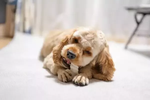 犬に『歯磨きガム』効果的な与え方とは？使用するメリットや注意点まで