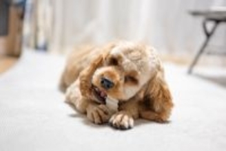 犬に『歯磨きガム』効果的な与え方とは？使用するメリットや注意点まで