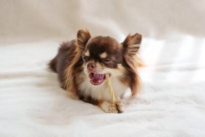 犬に『歯磨きガム』効果的な与え方とは？使用するメリットや注意点まで