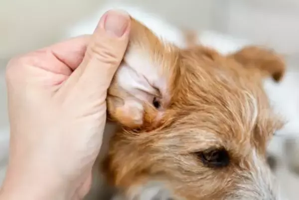 犬が頭を傾けるのは『病気のサイン』かも？回復の分かれ目を見極めるポイントを解説【獣医師執筆】