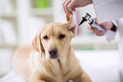 犬が頭を傾けるのは『病気のサイン』かも？回復の分かれ目を見極めるポイントを解説【獣医師執筆】
