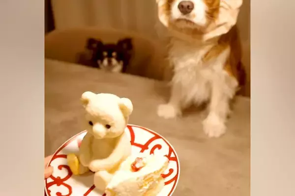 カチューシャを被った犬に『美味しそうなケーキ』を出してみた結果…「目バッキバキｗｗ」「本気で草」わかりやす過ぎる『表情』に爆笑続々