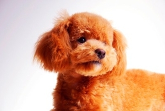 犬は自分の『名前』を理解している？学習させる方法や名前を呼んではいけないタイミングまで