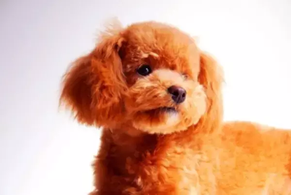 犬は自分の『名前』を理解している？学習させる方法や名前を呼んではいけないタイミングまで