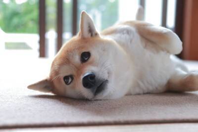 犬は自分の『名前』を理解している？学習させる方法や名前を呼んではいけないタイミングまで