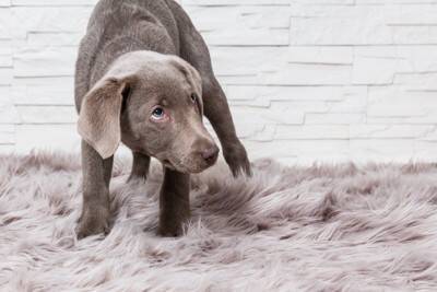 犬は自分の『名前』を理解している？学習させる方法や名前を呼んではいけないタイミングまで
