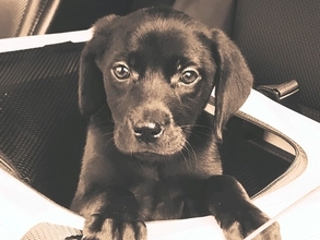 倉庫のダンボールで売れ残った『6万円の大型犬』を飼った結果…運命的な出会いから7年後の『現在』に反響「愛に溢れてる」「感動しました」