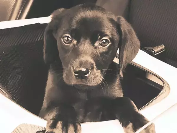 倉庫のダンボールで売れ残った『6万円の大型犬』を飼った結果…運命的な出会いから7年後の『現在』に反響「愛に溢れてる」「感動しました」