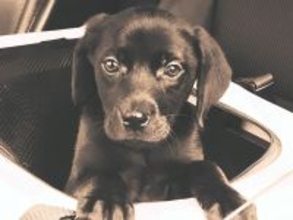 倉庫のダンボールで売れ残った『6万円の大型犬』を飼った結果…運命的な出会いから7年後の『現在』に反響「愛に溢れてる」「感動しました」