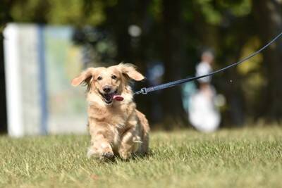 犬の散歩で引っ張りが起きるのはしつけ不足？本当の理由とやさしい対処法