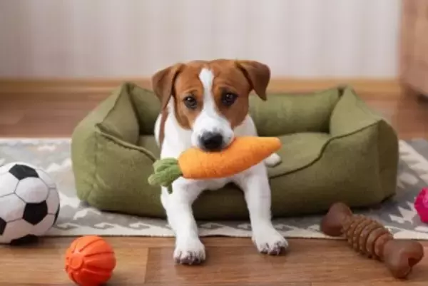 犬が『おもちゃを離してくれない』理由3つ　飼い主の手元に持ってくるのになぜ？上手な遊び方まで