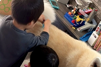 お祭りで『お医者さんセット』を手に入れた男の子たち→帰宅後、秋田犬に…微笑ましい光景に1万いいね「迷惑そうで可愛いｗ」「未来の獣医さん」