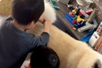 お祭りで『お医者さんセット』を手に入れた男の子たち→帰宅後、秋田犬に…微笑ましい光景に1万いいね「迷惑そうで可愛いｗ」「未来の獣医さん」