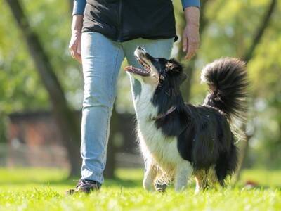 犬が『信頼している人』にしかみせないサイン５選　どんな飼い主が頼りにされる？絆を深めるコツまで