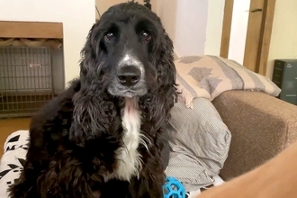 ママの隣を陣取って甘える赤ちゃん犬→兄犬が『僕の席なのに！』と不満を爆発させ…可愛すぎる『取り合い』に反響「訴える目ｗ」「大物感凄いｗ」