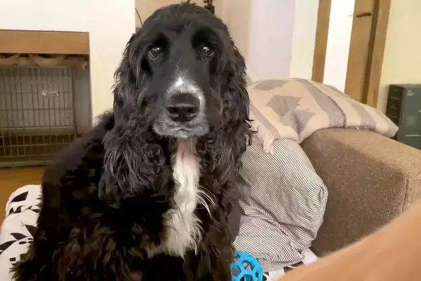 ママの隣を陣取って甘える赤ちゃん犬→兄犬が『僕の席なのに！』と不満を爆発させ…可愛すぎる『取り合い』に反響「訴える目ｗ」「大物感凄いｗ」