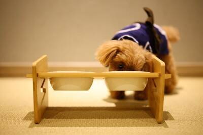 買わなくてもいい『犬グッズ』６選　意外と必要がないモノや無駄な出費を減らすコツまで