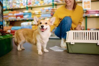 買わなくてもいい『犬グッズ』６選　意外と必要がないモノや無駄な出費を減らすコツまで