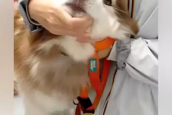 『まだ針刺さってませんけど？』健康診断で病院にきた大型犬→診察台に乗ると…大げさすぎる『子どものような光景』に反響「可愛い」「絶叫ｗ」