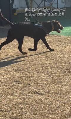子犬のお迎え日、お兄ちゃんが号泣…家族としての『1年間の軌跡』が感動的だと2万再生「素敵な家族」「とっても可愛い」
