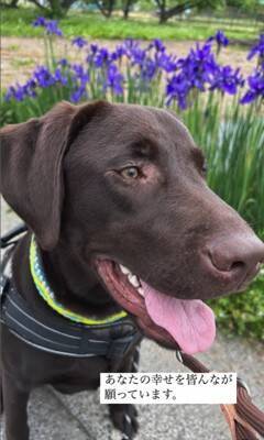 子犬のお迎え日、お兄ちゃんが号泣…家族としての『1年間の軌跡』が感動的だと2万再生「素敵な家族」「とっても可愛い」
