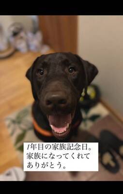 子犬のお迎え日、お兄ちゃんが号泣…家族としての『1年間の軌跡』が感動的だと2万再生「素敵な家族」「とっても可愛い」