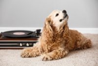 犬がご機嫌になる『音』５選　愛犬が大喜びする理由や音を聞かせるときの注意点とは？