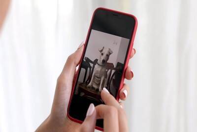 愛犬が亡くなってしまったら…辛いペットロスを乗り越えるためにできることとは