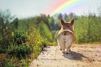 愛犬が亡くなってしまったら…辛いペットロスを乗り越えるためにできることとは