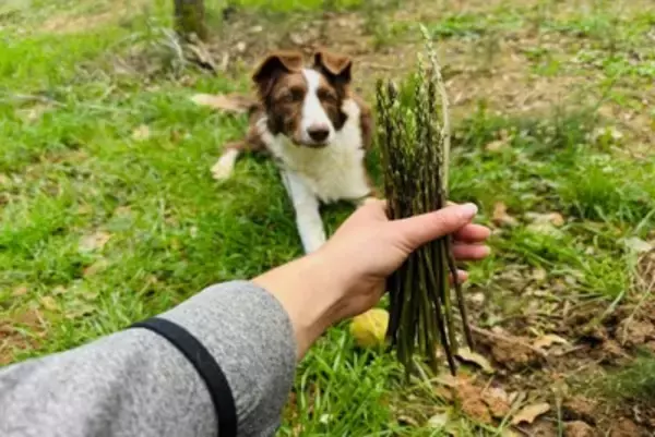 犬に食べさせてもOKな『春の野菜』5選　与えるメリットや注意点まで解説