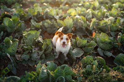 犬に食べさせてもOKな『春の野菜』5選　与えるメリットや注意点まで解説