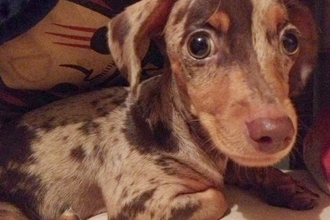 『1万円で売れ残っていた犬』絶望的な顔をしていたので『脳内に浮かんだ名前』で呼んでみたら…素敵な物語と現在の光景に5万いいね「泣いた」