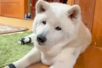 家族の外食中、家で寂しく待つ老犬→みんなが帰ってきて『お留守番を褒められた』結果…泣けるほど尊い光景に反響「皆に愛されてる」「癒される」