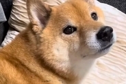 散歩嫌いでブチギレる犬→『それなら、ドッグラン行こうか？』と誘うと…わかりやす過ぎる『テンションの違い』が38万再生「目がｗ」「不思議」