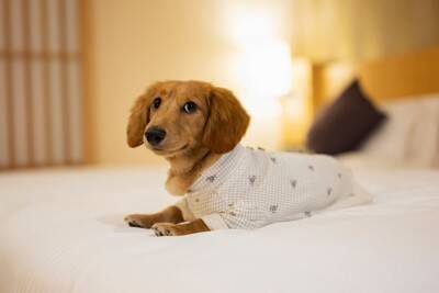 犬と旅行するときに飼い主が守るべき『4つのマナー』何に注意したらいいの？周りへの配慮まで