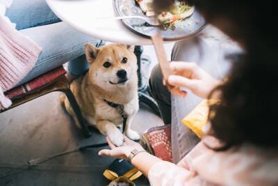 犬と旅行するときに飼い主が守るべき『4つのマナー』何に注意したらいいの？周りへの配慮まで